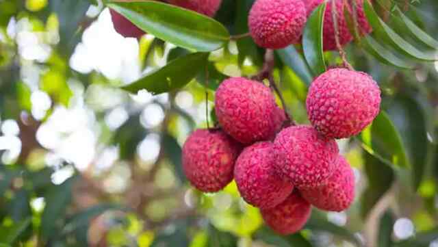 Health Tips: लीची खाने के फायदे और नुकसान जान हैरान हो जाएंगे आप