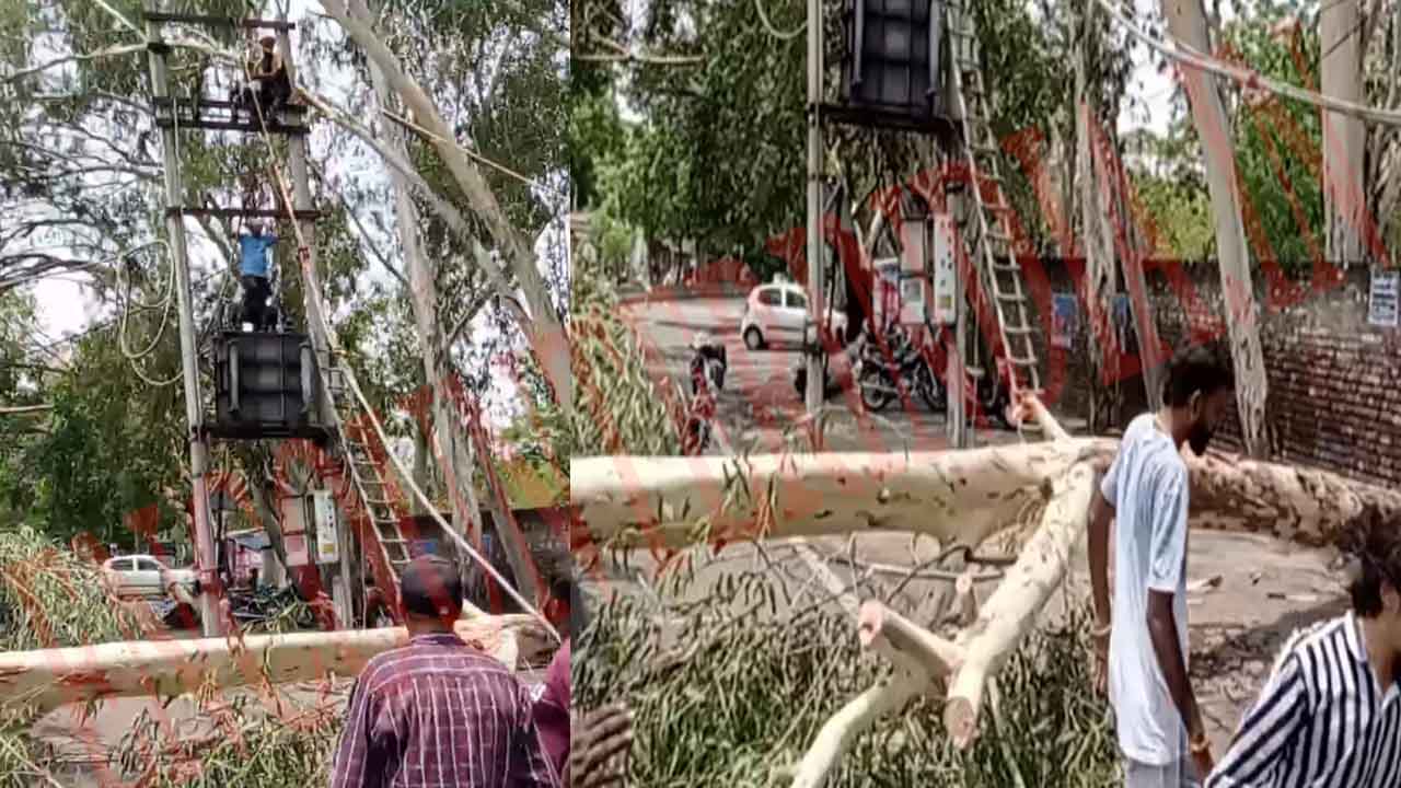 Jalandhar News: इस इलाके में हाईवोल्टेज तारों पर गिरा पेड़, देखें Live