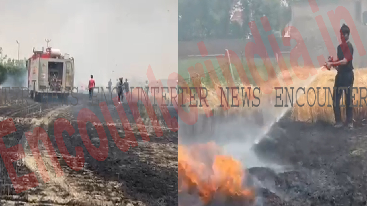 Punjab News: Transformer से Sparking होने से 3 एकड़ नाड़ को लगी आग, देखें वीडियो