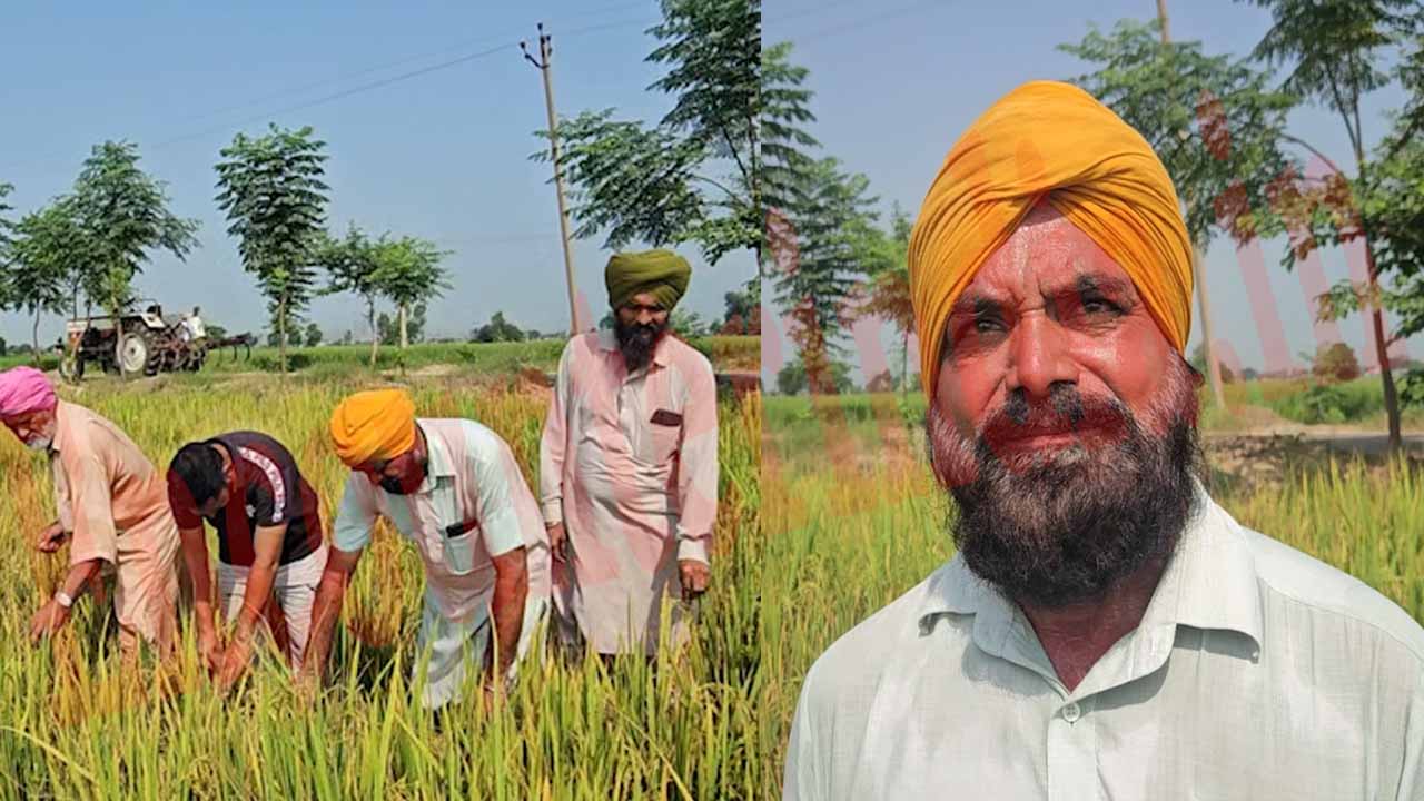 Punjab News: इस इलाके में चीनी वायरस का हमला, किसानों की बढ़ी चिंता, देखें वीडियो