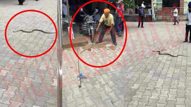Punjab News: DC Complex में 5 फीट लंबे सांप के निकलने से लोगों में मचा हड़कंप, देखें वीडियो