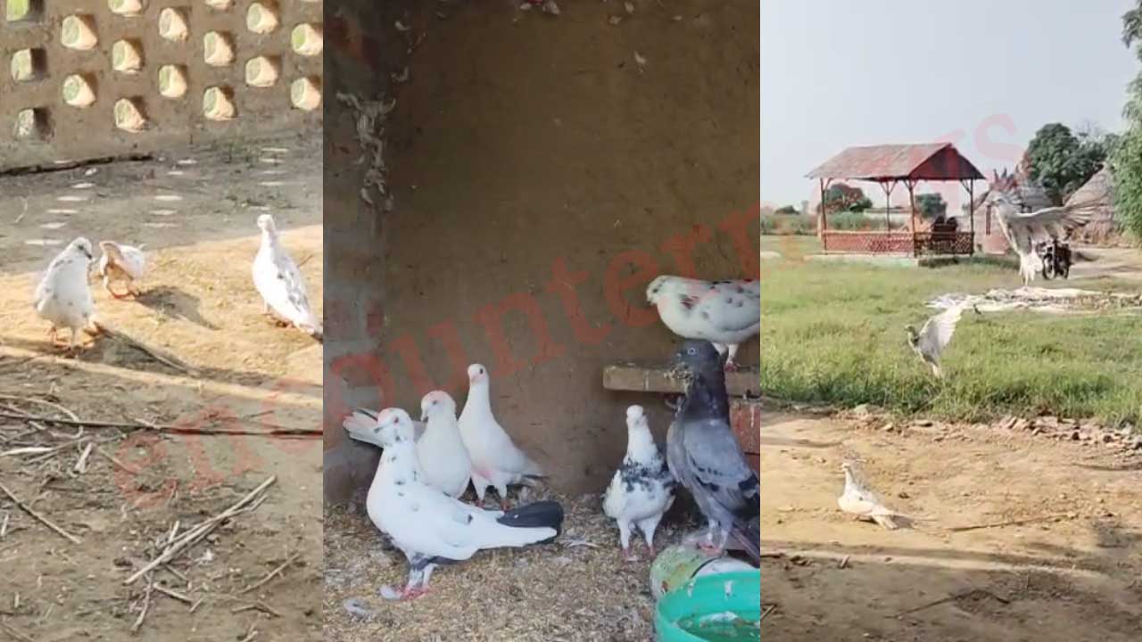 PETA India ने लिया कबूतरबाजी का संज्ञान, पंजाब पुलिस को सराहा, देखें वीडियो