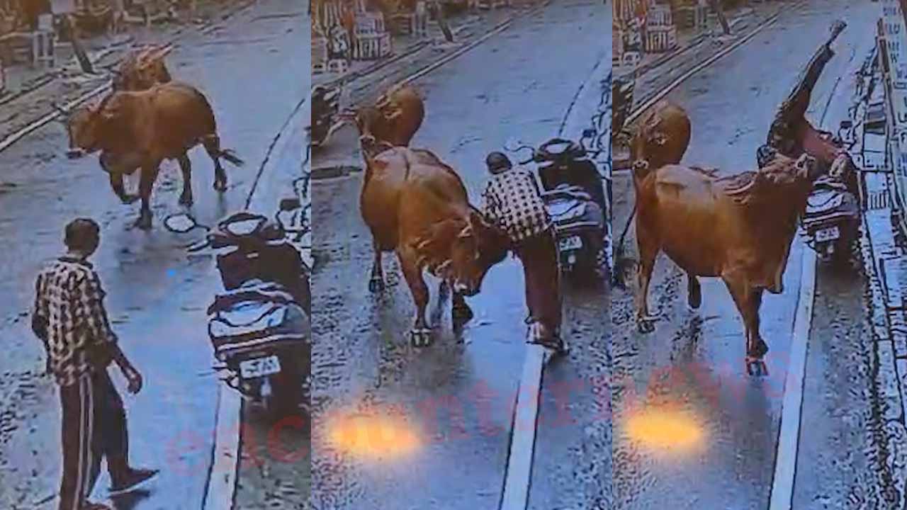 सांड ने व्यक्ति को 10 फीट ऊपर उठाकर नीचे पटका, गंभीर घायल, देखेें वीडियो