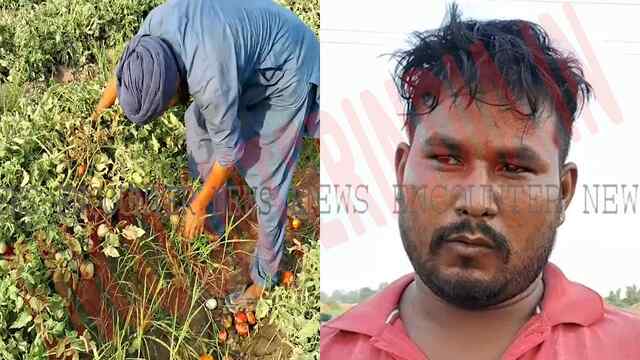 Punjab News: युद्ध की स्थिति से सब्जी काश्तकार हुए परेशान, मंडियों में नहीं मिल रहा दाम, देखें वीडियो