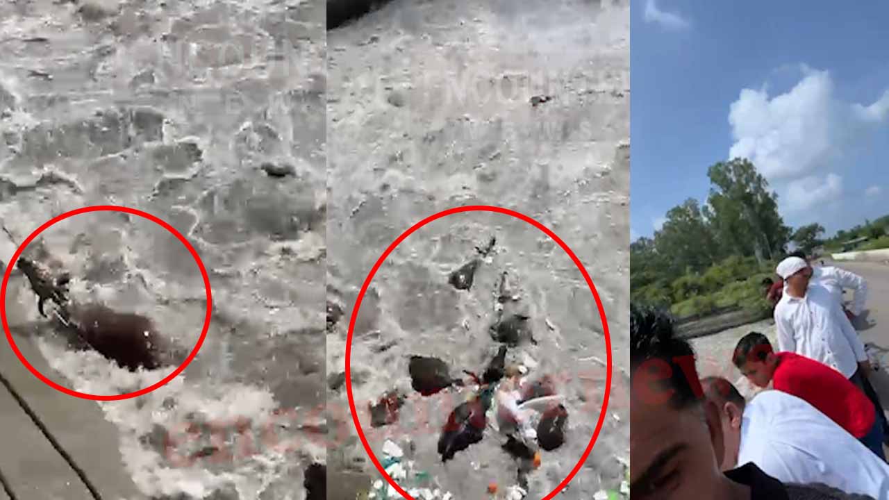 Haryana News: Yamuna के तेज बहाव में बह गईं 31 गायें, 6 की डूबने से मौत, देखें Video