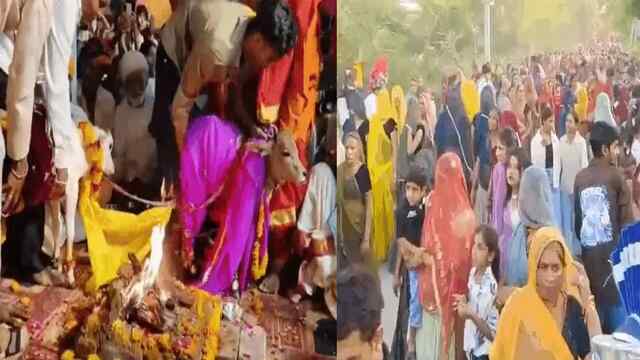 एक विवाह ऐसा भीः नवजन्में बछड़ा-बछड़ी की धूमधाम से करवाई शादी, ढोल नगाड़ों के साथ निकाली बारात