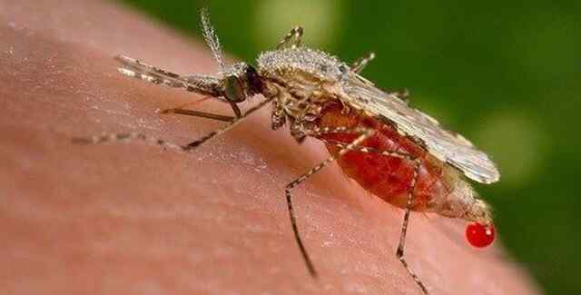Dengue का खतरा बढ़ा, मच्छरों के 27,000 से अधिक प्रजनन स्थल Trace