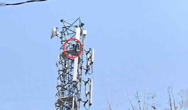 प्रेमिका से शादी की जिद पर मोबाइल टावर पर चढ़ा युवक, इलाके में मचा हड़कंप
