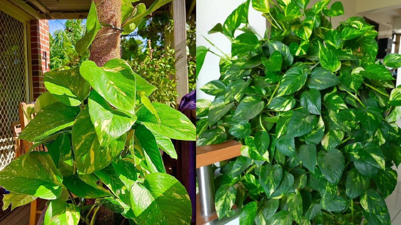इन तरीकों से Money Plant में होगी तेजी से Growth, लाल घोल से पौधा होगा हरा-भरा