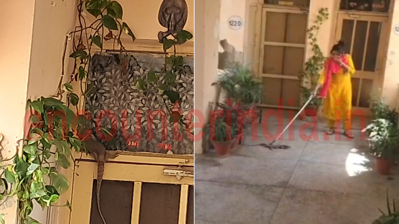 Haryana News: Police Line में Monitor Lizards मिलने से मची अफरा-तफरी, देखें वीडियो