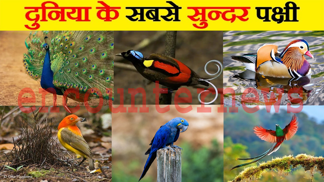 दुनिया के 6 सबसे सुंदर पंछी, जिन्हें देख हो जाओगे हैरान