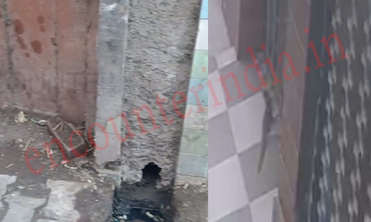 Punjab News: रिहायशी इलाके में जानवर आने से लोगों में दहशत का माहौल, देखें वीडियो