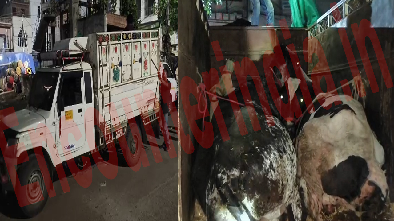Jalandhar News: हिंदू संगठन ने पकड़ा गौं से भरा पिकअप टैंपो, चालक साथी सहित फरार, देखें वीडियो