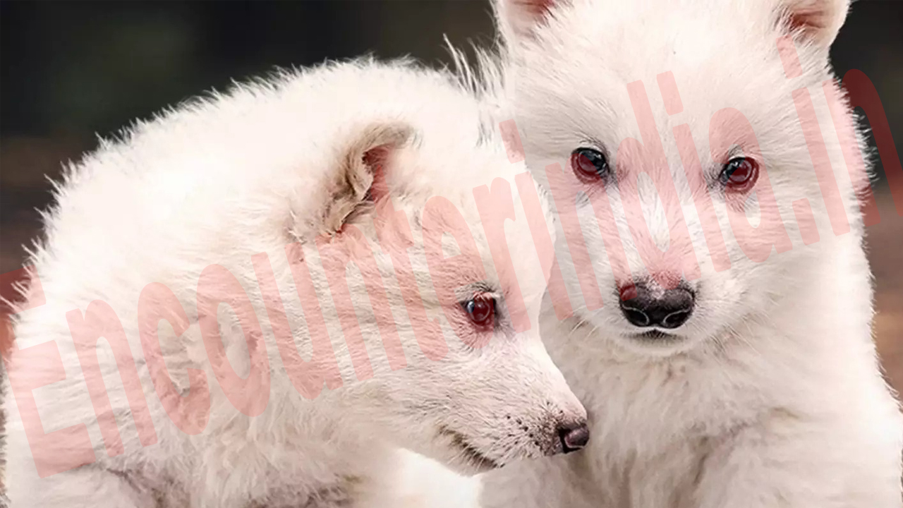 13000 साल पहले विलुप्त हुए Dire wolf की दुनियां में वापसी, कैसे हुआ दोबारा जन्म, देखें वीडियो