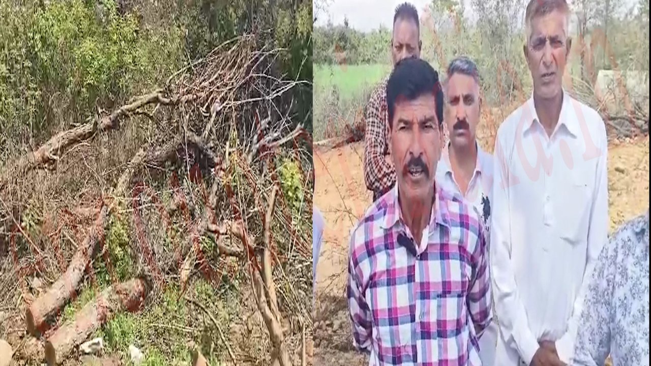 Punjab News: वन Mafia के हौसले बुलंद, रातों-रात काटे जा रहे खैर के पेड़, देखें वीडियो