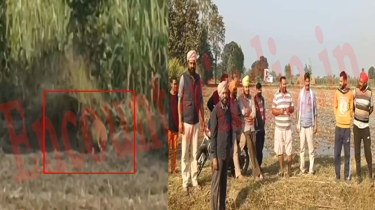 Punjab News: खेतों में तड़पते दिखे तेंदुए से लोगों में दहशत, देखें वीडियो