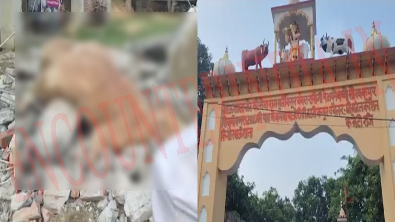 Punjab News: गौशाला की छत गिरी, 40 में से 10 गायों की मौत, देखें वीडियो