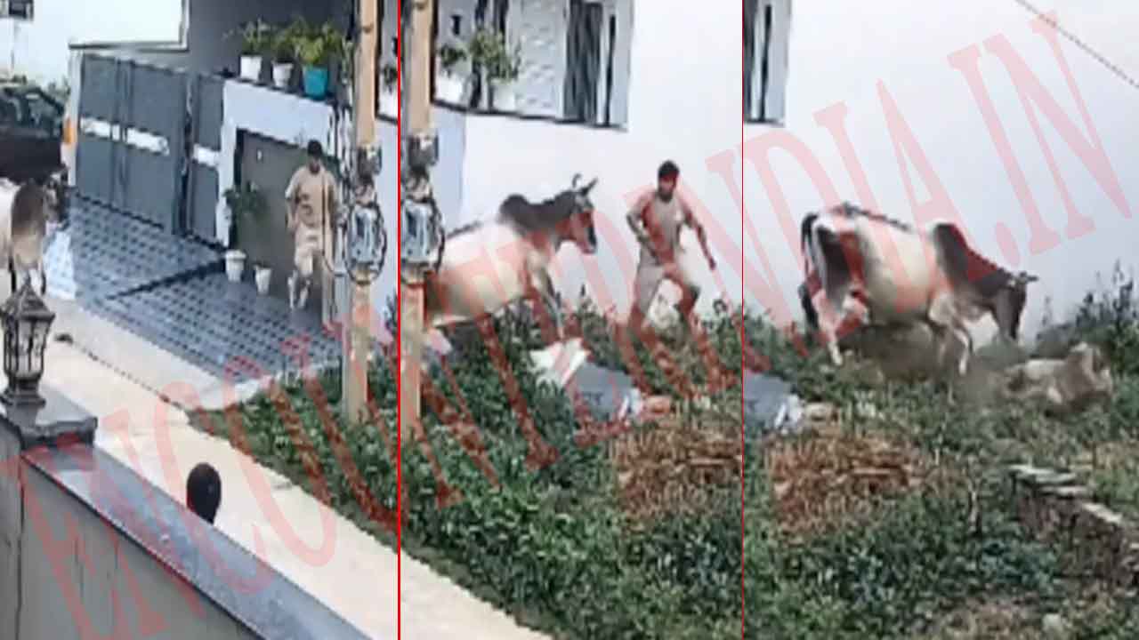 गाय का कहर, युवक पर बेरहमी से किया हमला, देखें CCTV