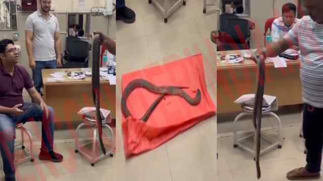 Haryana News: सांप लेकर Hospital पहुंचा व्यक्ति, Doctor भी रह गए दंग, देखें वीडियो
