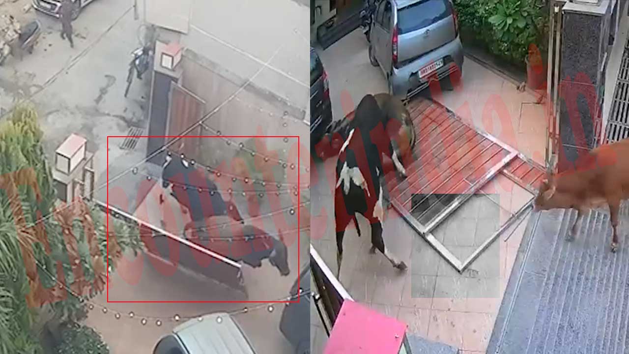 Haryana News: दो सांडों की भिड़ंत से मचा हड़कंप, घर का मेन गेट तोड़ अंदर घुसे, देखें वीडियो