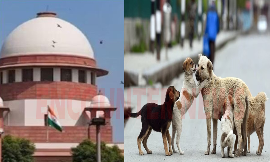 आवारा कुत्तों को लेकर सुप्रीम कोर्ट का आया बड़ा फैसला