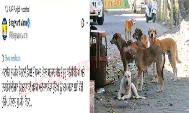 Punjab News: CM MANN ने आवारा कुत्तों के खिलाफ किया अभियान शुरू