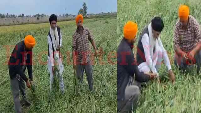 Punjab News: बेमौसम बारिश और ओलावृष्टि ने बढ़ाई किसानों की चिंता, गेहूं की फसल तबाह, देखें वीडियो