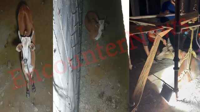 Punjab News: पानी के टैंक में गिरे नंदी महाराज, 4 घंटे तक चला रेस्क्यू ऑपरेशन, देखें वीडियो