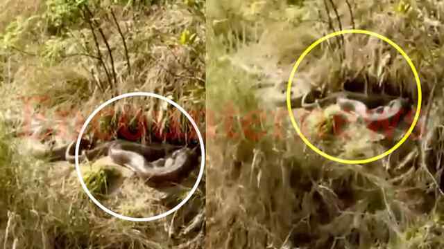 इस इलाके में दिखे 10 से 15 फीट लंबे 2 अजगर, लोगों के उड़े होश, देखें वीडियो