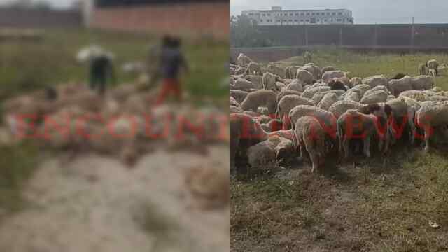 Punjab News: इस इलाके के खाली प्लॉट में बिछ गई भेड़ों की लाशें, हालत देख लोगों में मचा हड़कंप, देखें वीडियो