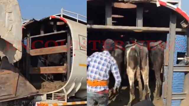 Oil Tanker की आड़ में गौं तस्करी का पर्दाफाश, देखें वीडियो