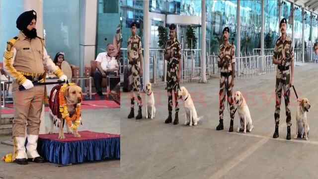 Punjab News: Airport पर समय से पहले CISF के जांबाज डॉग को दी भावुक रिटायरमेंट, देखें वीडियो