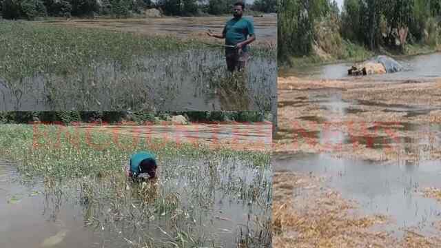 Punjab News: सतलुज नदी का जलस्तर बढ़ने से खेतों में घुसा पानी, कई एकड़ फसल बर्बाद, देखें वीडियो