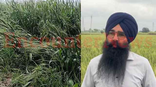Punjab News: खराब मौसम से फसलों की बढ़ी की चिंता, किसान का आया बयान, देखें वीडियो