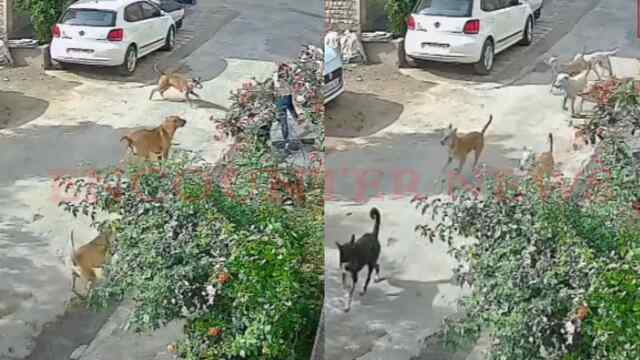Punjab News: कुत्तों का कहर, 9 वर्षीय बच्ची पर 8 कुत्तों ने किया हमला, देखें वीडियो