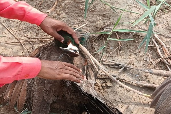 Five National Birds Peacocks की संदिग्ध परिस्थितियों में मौत, वन्यजीव विभाग में हड़कंप