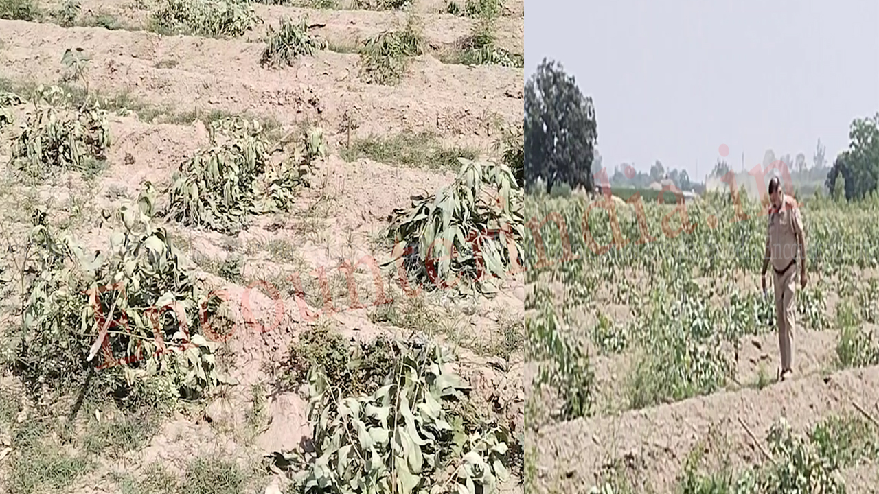 Punjab News: किसान के खेत से शरारती तत्वों ने काटे 600 पेड़, देखें वीडियो