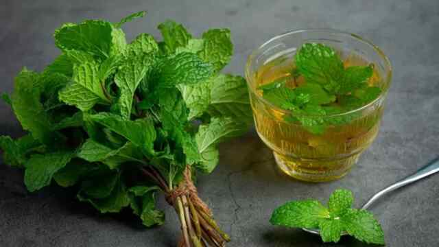 Health Tips: पुदीने का पानी सेहत के लिए फायदेमंद, जानें इसके लाभकारी गुण