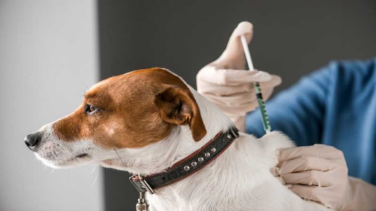 World Rabies Day 2025: रेबीज का कारण बन सकते हैं ये जानवर, जरुर बरतें सावधानी