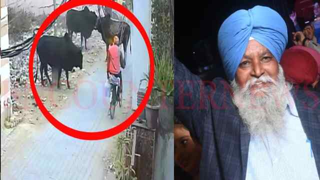 Punjab News: आवारा सांडों की लड़ाई में व्यक्ति की हुई मौत, देखें वीडियो
