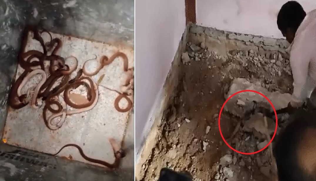 घर में फर्श के नीचे से मिले 35 सांप, मचा हड़कंप
