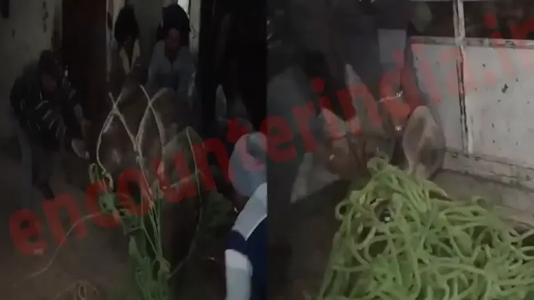 Jalandhar News: कॉलोनी के क्वार्टरों में सांभर आने से लोगों में मचा हड़कंप, देखें वीडियो