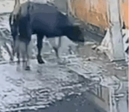 ट्रांसफार्मर पर चढ़े व्यक्ति की मौत, तड़प-तड़प कर मरा सांड, JE और Lineman पर Fir दर्ज