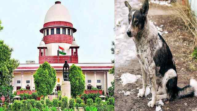 Supreme Court का बड़ा फैसला, कुत्तों के काटने पर अब सरकार को देना होगा मुआवजा