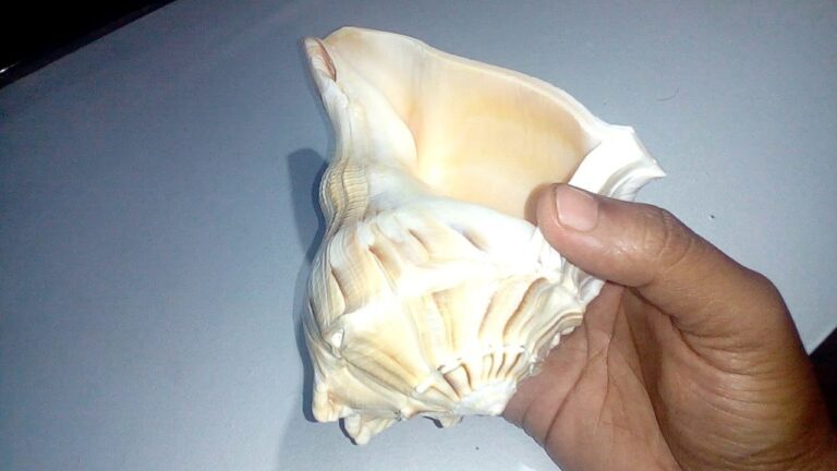 इस वस्तु से होता है घर में सकारात्मक ऊर्जा का संचार, दूर होते हैं वास्तु दोष