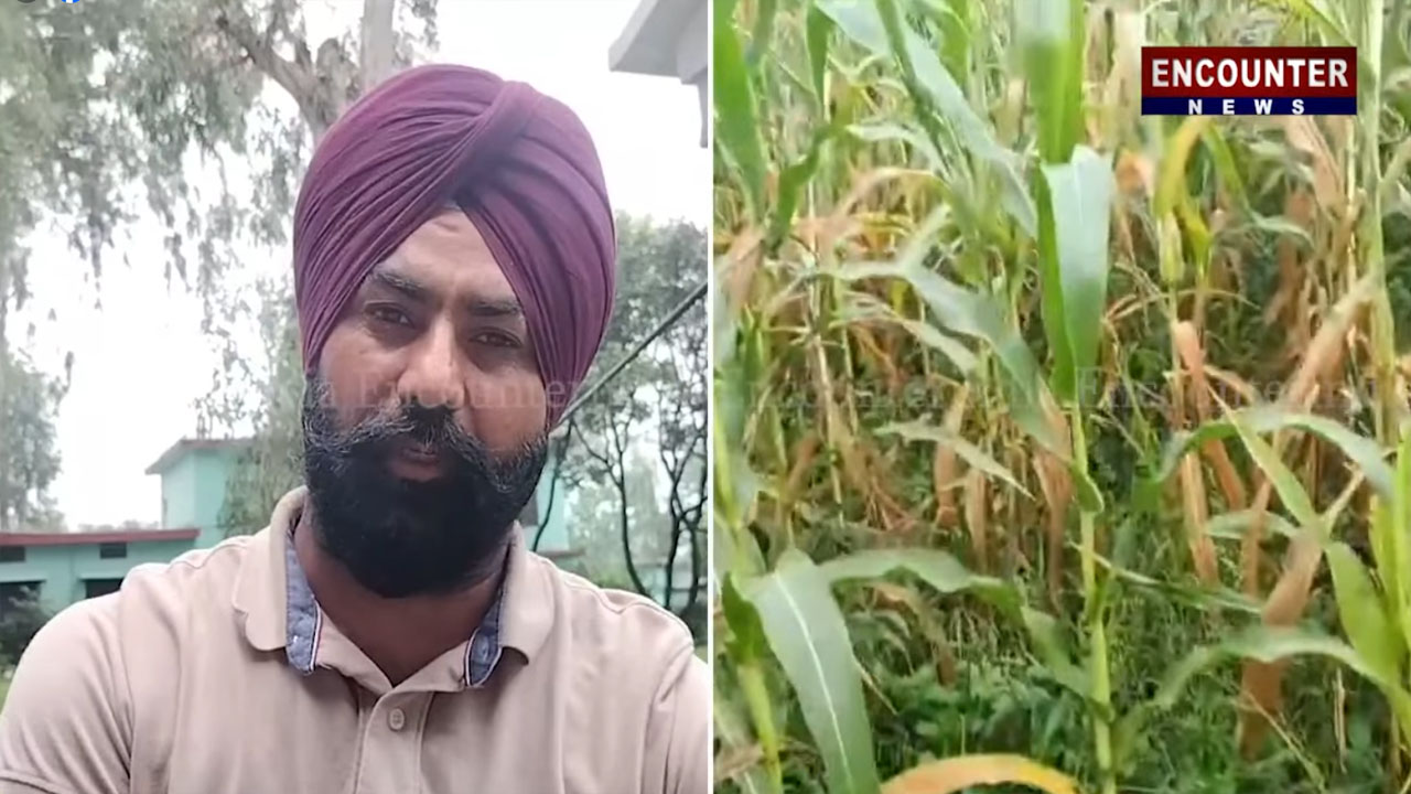 मक्का-धान की फसल तबाह, अन्नदाता की आंखों में आंसू, सरकार से राहत की गुहार, देखें वीडियो