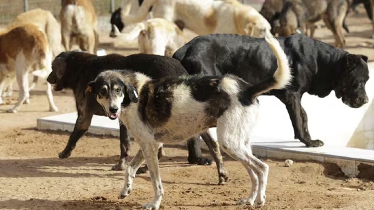 Stray Dogs: लोग अपने बच्चों को बाहर भेजने से डर रहे, सुप्रीम कोर्ट का आदेश – ‘समाधान निकालना जरुरी’