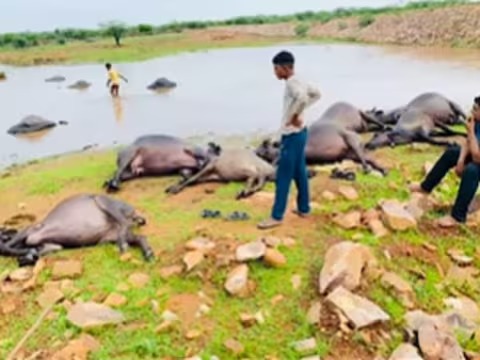 तालाब में नहा रही भैंसों पर गिरी आसमानी बिजली, मौत