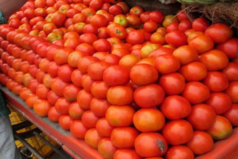 Tomato price : प्याज के बाद अब फिर रुलाने वाला है टमाटर, बढ़ गए दाम