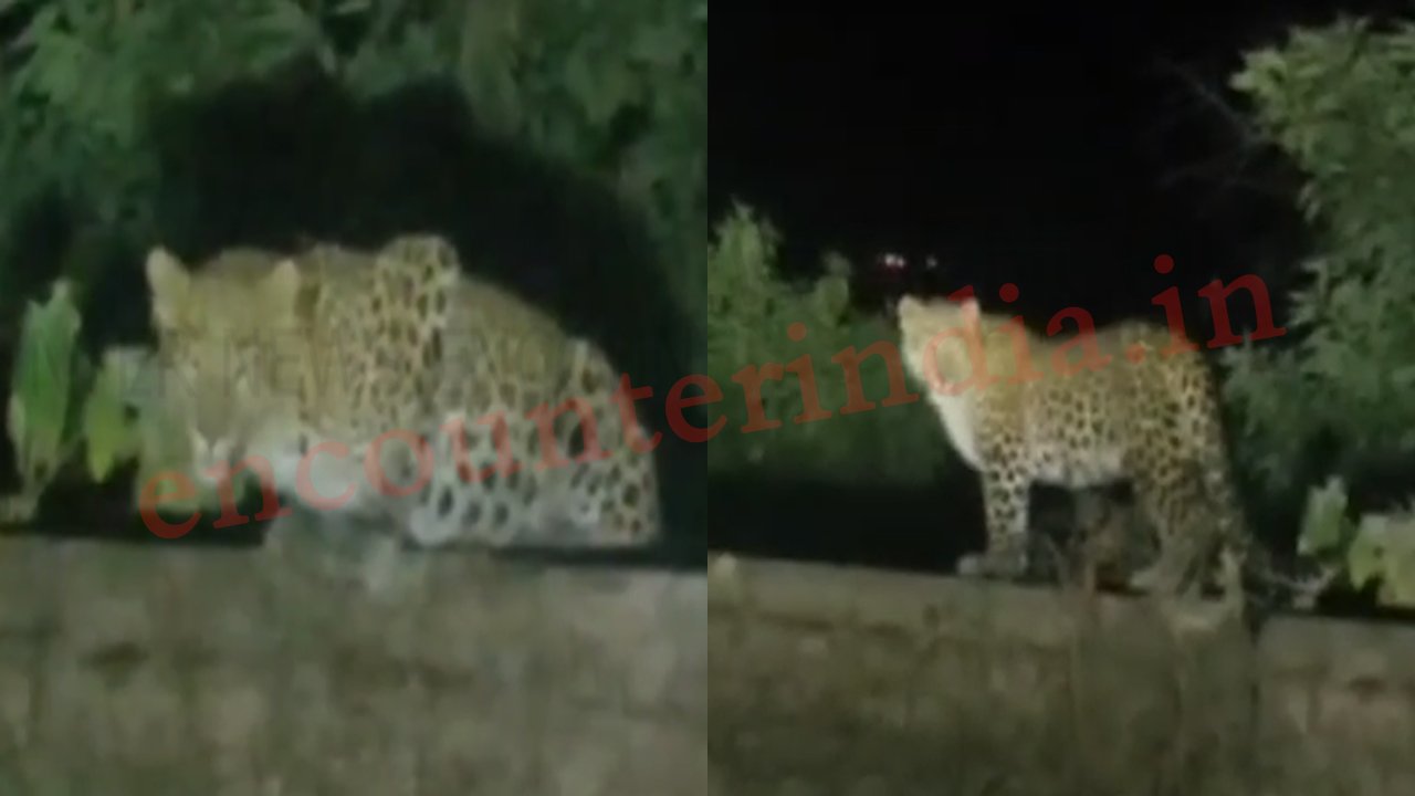 इस इलाके में घूमते तेंदुए का Video Viral, राहगीरों में फैला खौफ, देखें वीडियो